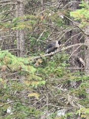 Perisoreus canadensis image