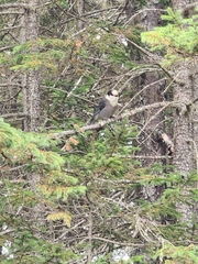 Perisoreus canadensis image