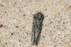 Acronicta afflicta