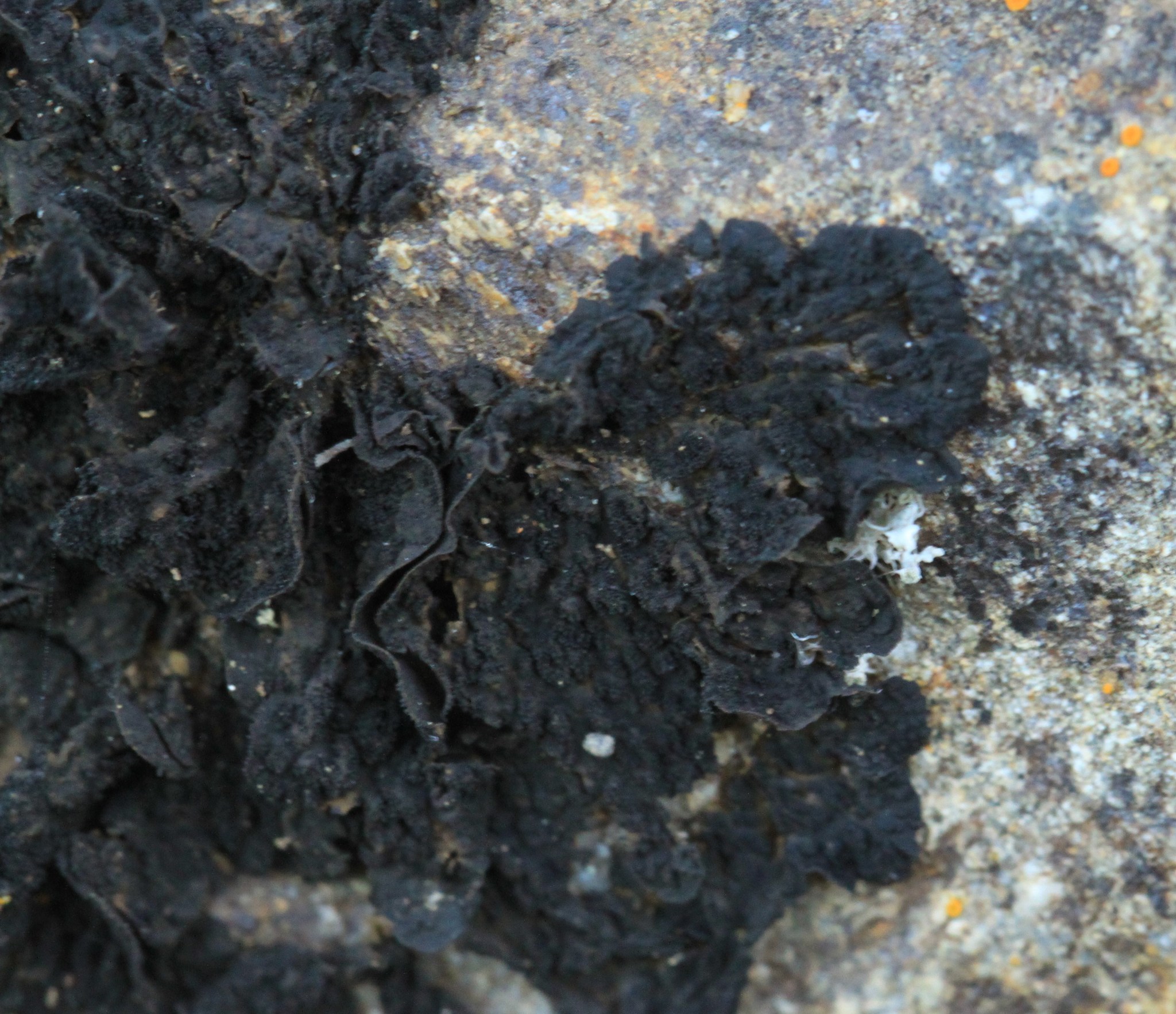 Collema image