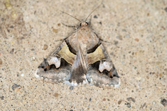 Drasteria pallescens