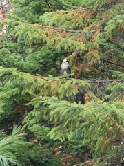Perisoreus canadensis image