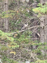 Perisoreus canadensis image