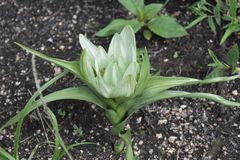 Colchicum melanthoides transvaalense