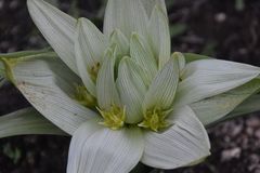 Colchicum melanthoides transvaalense