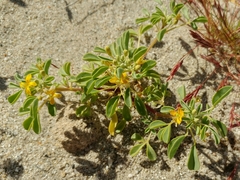 Cleomella obtusifolia