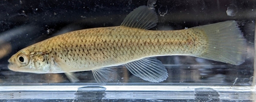 Speckled killifish