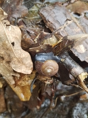 Mesomphix globosus