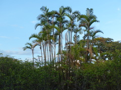 Bactris concinna