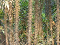 Bactris concinna