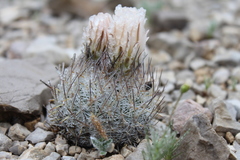 Echinomastus mariposensis