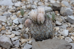 Echinomastus mariposensis