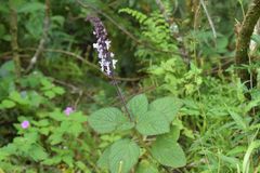 Plectranthus rubropunctatus