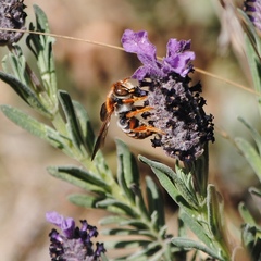 Rhodanthidium sticticum