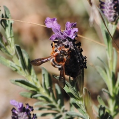 Rhodanthidium sticticum