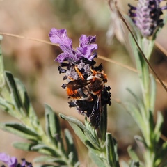 Rhodanthidium sticticum