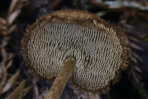 Earpick Fungus