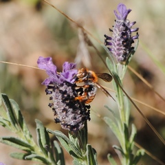 Rhodanthidium sticticum