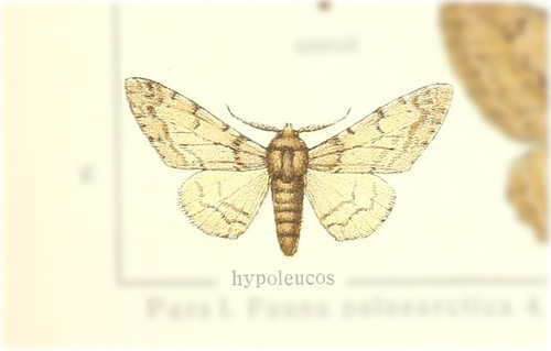 Biston hypoleucos