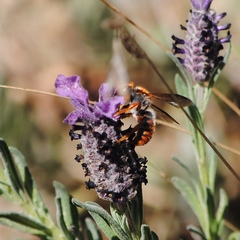 Rhodanthidium sticticum