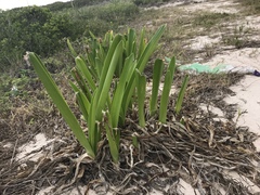 Hymenocallis littoralis
