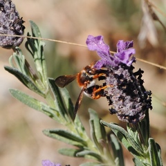 Rhodanthidium sticticum