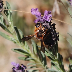 Rhodanthidium sticticum