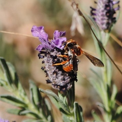 Rhodanthidium sticticum