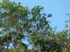 Trogon melanurus