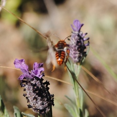 Rhodanthidium sticticum