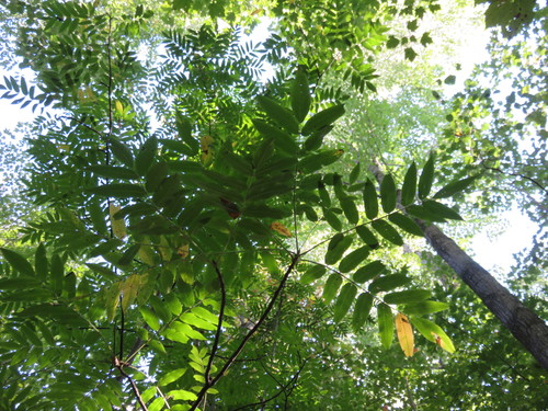 American Mountain Ash Great Smoky Mountains National Park Trees   Medium.JPG