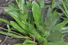 Alepidea