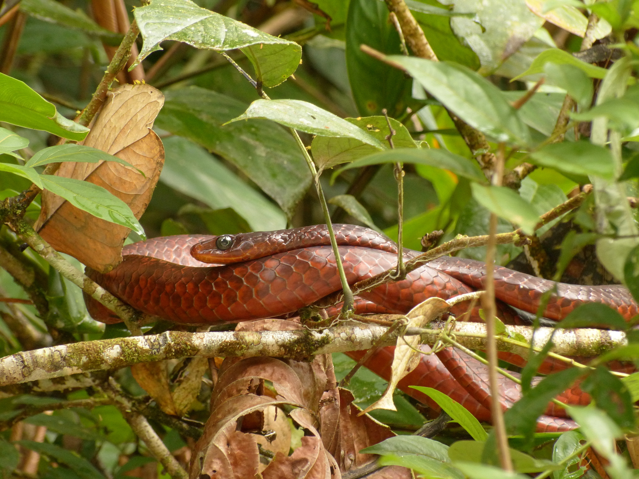 Cobra-cipó ou surucucu-facão (Chironius scurrulus)-adulta