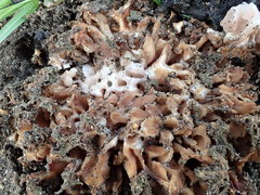 Daleomyces
