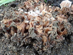 Daleomyces
