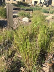 Melica imperfecta