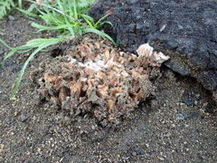 Daleomyces