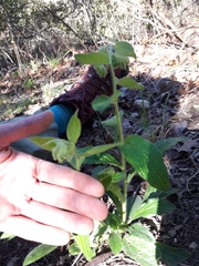 Lithospermum helleri