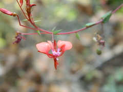 Lopezia hirsuta