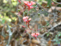 Lopezia hirsuta