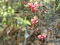 Lopezia hirsuta