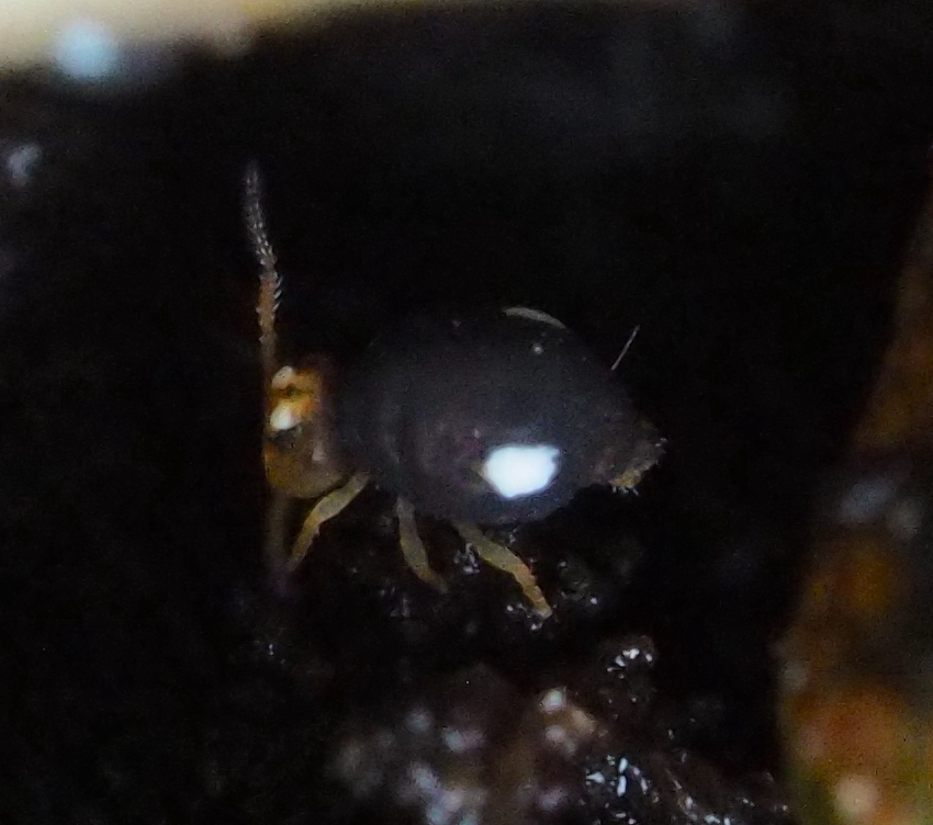 Sminthurinus trinotatus