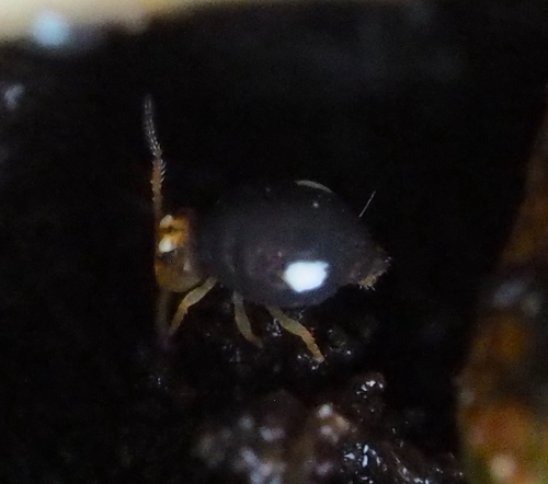Sminthurinus trinotatus