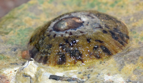 Rayed Limpet