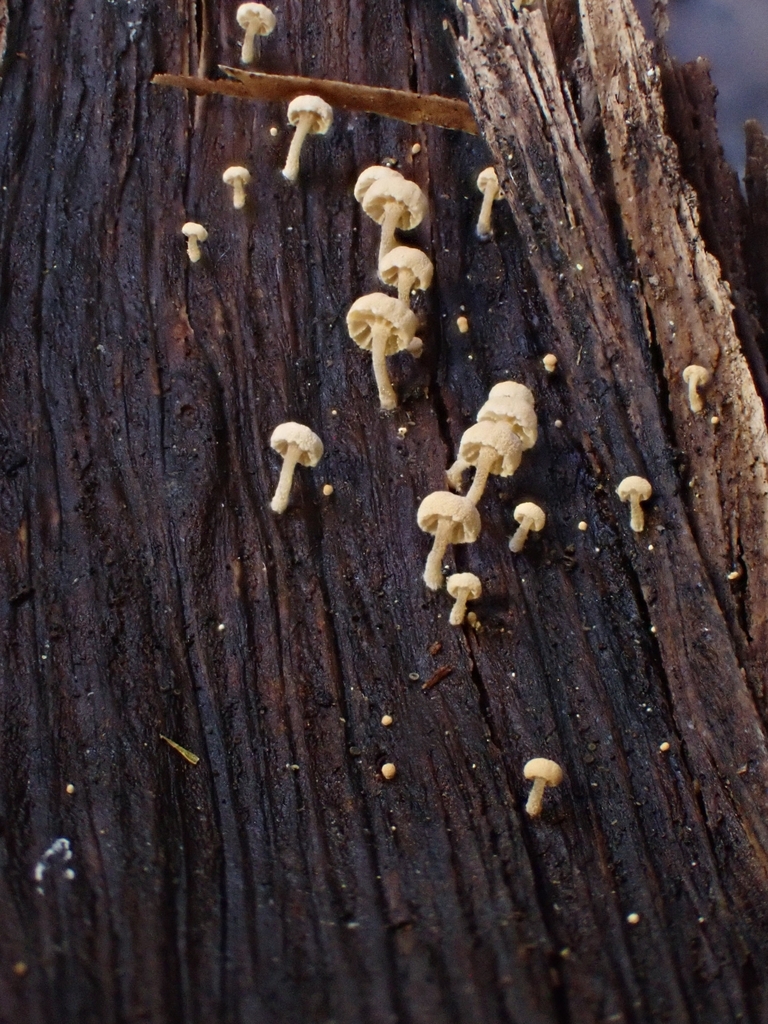 Tubaria sp. 'CA01'