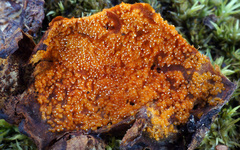 Hypocreaceae