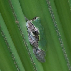 Hyla avivoca