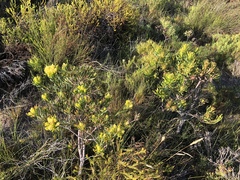 Leucadendron elimense elimense