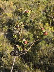Leucadendron elimense elimense