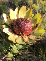 Leucadendron elimense elimense